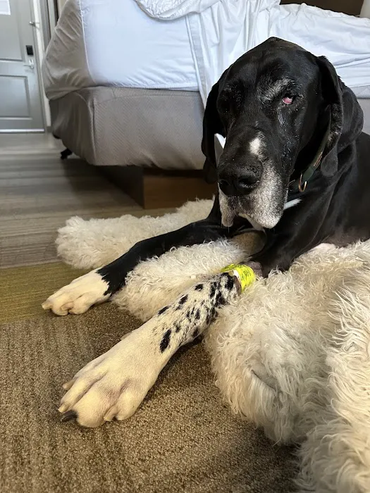 Veterinary Emergency Services Picture 6