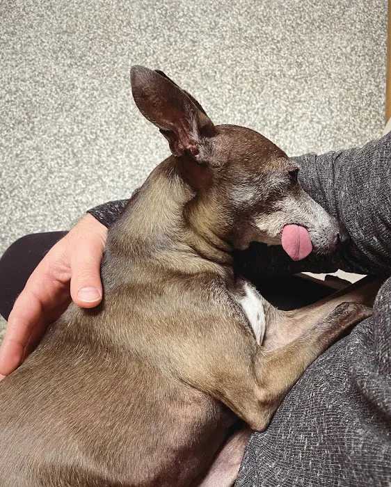 Veterinary Emergency Services Picture 7