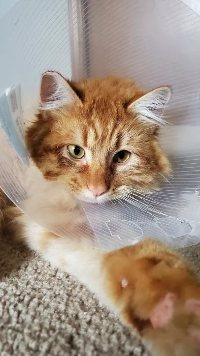 Veterinary Emergency Services Picture 4