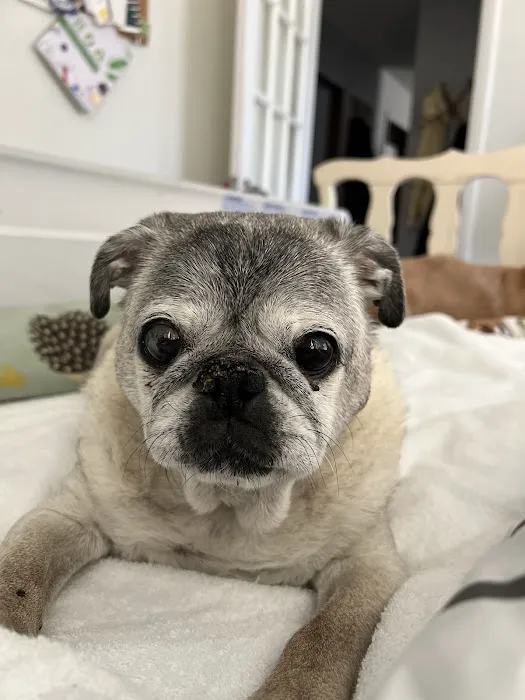 Veterinary Emergency Services Picture 5