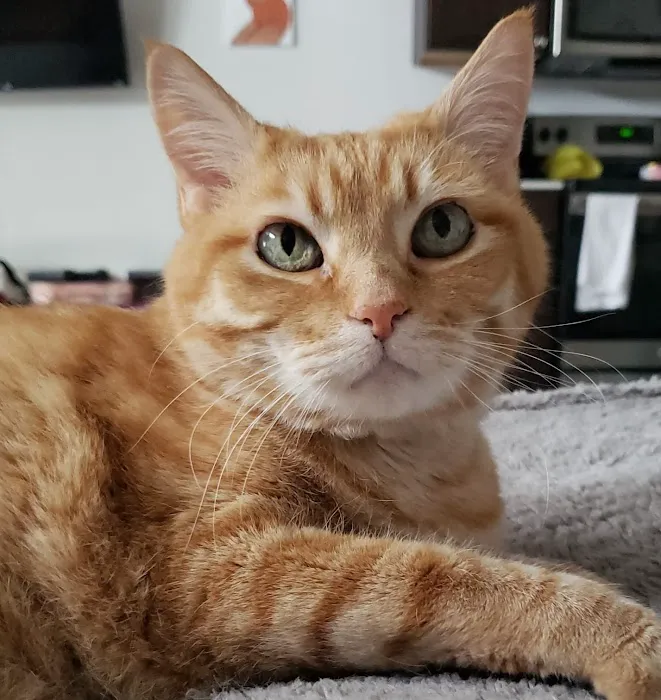 Veterinary Emergency Services Picture 9