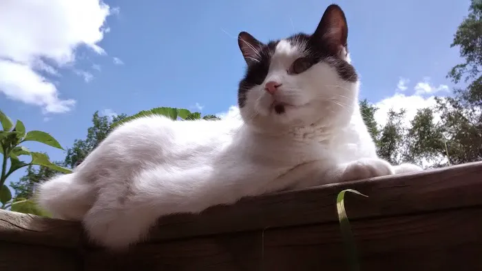 Veterinary Emergency Services Picture 10