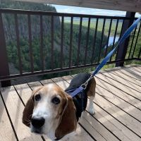 Parkview Animal Hospital ico