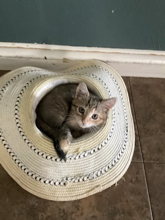 Norfolk Veterinary Clinic Picture 1