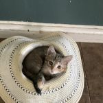 Norfolk Veterinary Clinic