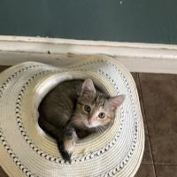 Norfolk Veterinary Clinic ico