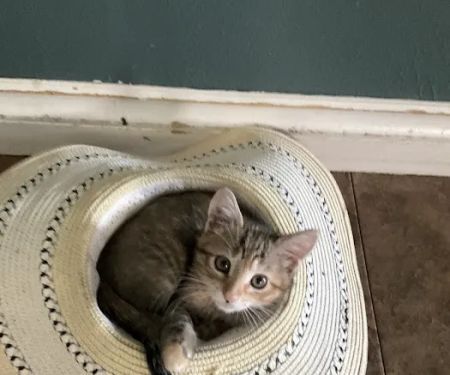 Norfolk Veterinary Clinic