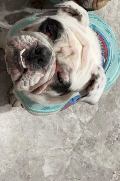 Norfolk Veterinary Clinic Picture 6