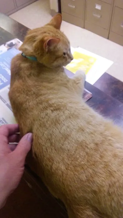 Norfolk Veterinary Clinic Picture 2