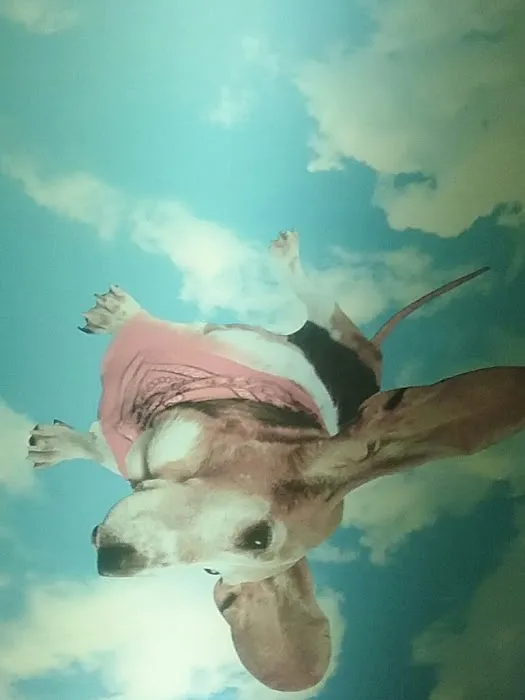 Norfolk Veterinary Clinic Picture 10