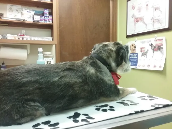 Norfolk Veterinary Clinic Picture 7