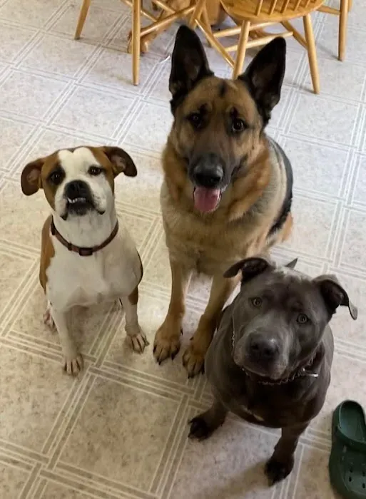 Norfolk Veterinary Clinic Picture 9