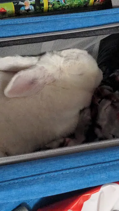 Companion Animal Vet Clinic Picture 6