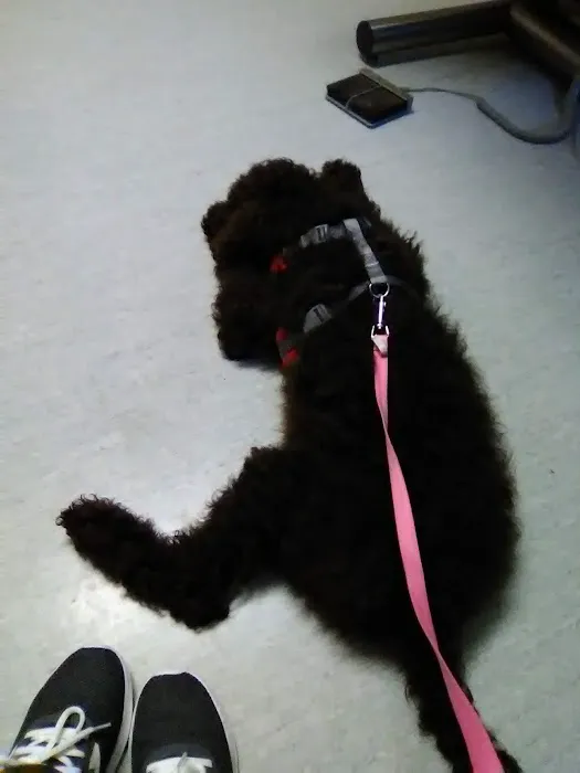 Companion Animal Vet Clinic Picture 9