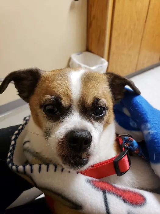 Companion Animal Vet Clinic Picture 5