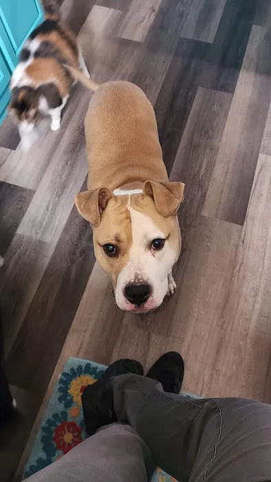 Companion Animal Vet Clinic Picture 1