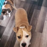 Companion Animal Vet Clinic ico