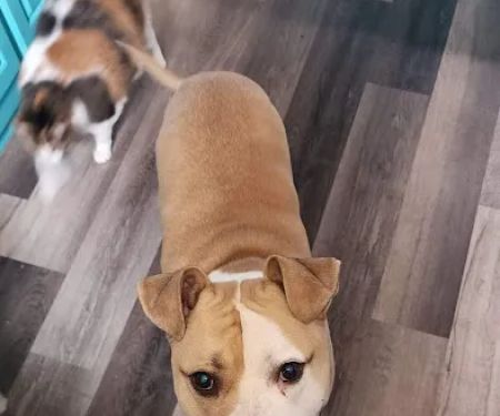 Companion Animal Vet Clinic