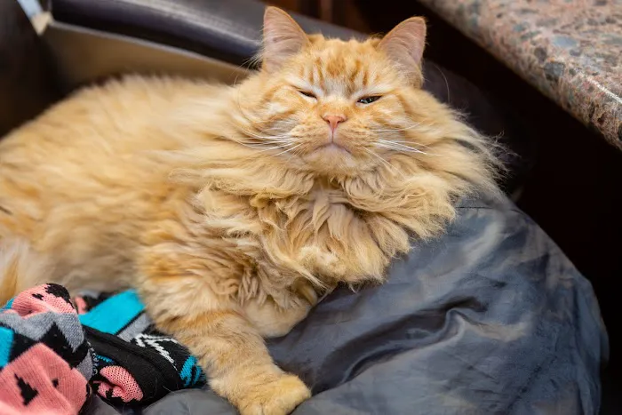 Westside Family Pet Clinic Picture 9