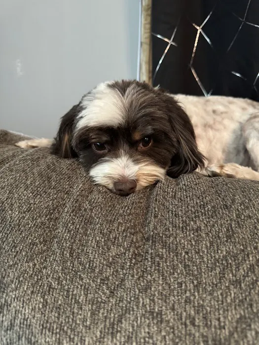 Westside Family Pet Clinic Picture 2