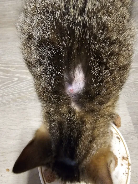 Madison County Veterinary Clinic Picture 2