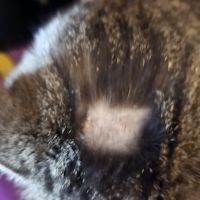 Madison County Veterinary Clinic ico