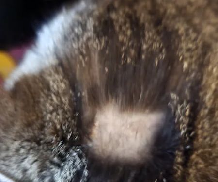 Madison County Veterinary Clinic