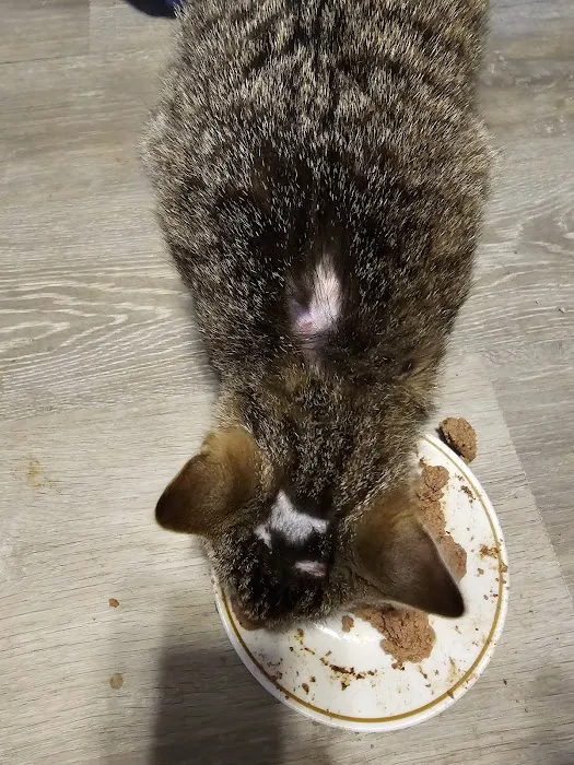 Madison County Veterinary Clinic Picture 3