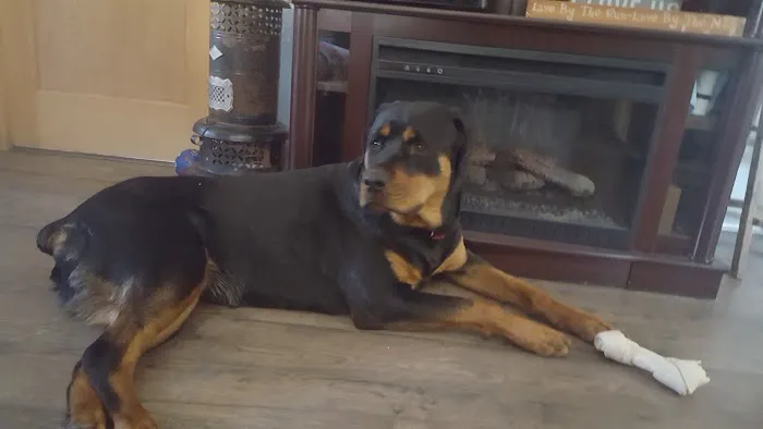 Madison County Veterinary Clinic Picture 6