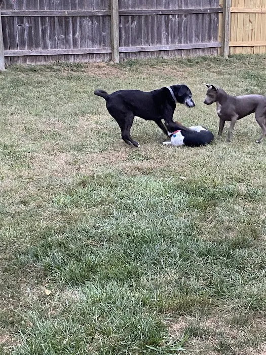 Madison County Veterinary Clinic Picture 8