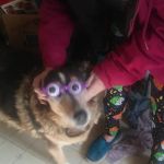 Heartland Veterinary Clinic