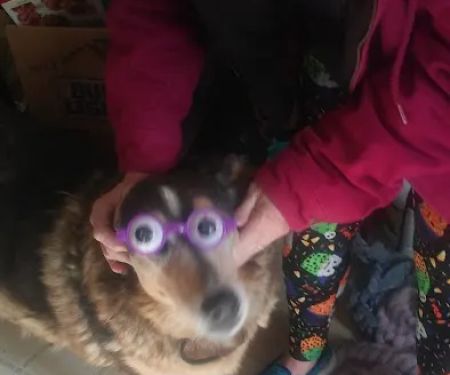 Heartland Veterinary Clinic