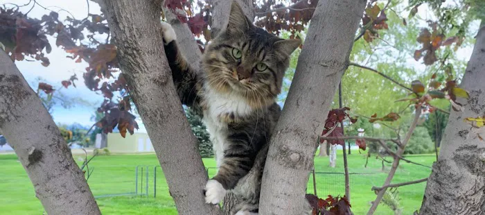 Heartland Veterinary Clinic Picture 5