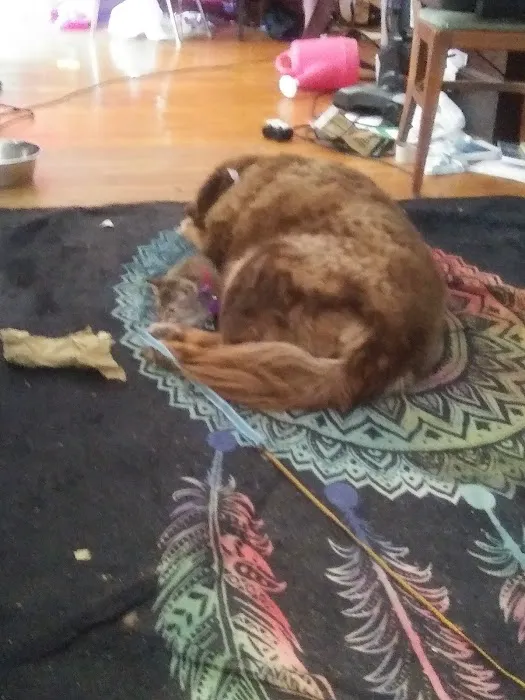 Heartland Veterinary Clinic Picture 4