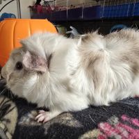 Lewis and Clark Veterinary Clinic ico