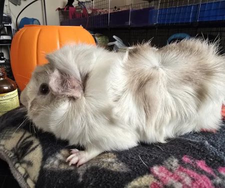 Lewis and Clark Veterinary Clinic