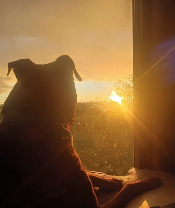 For Pets' Sake Picture 1