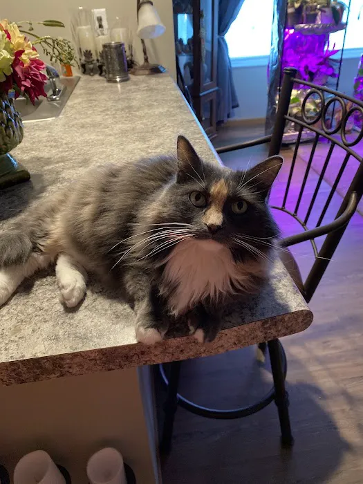 For Pets' Sake Picture 3