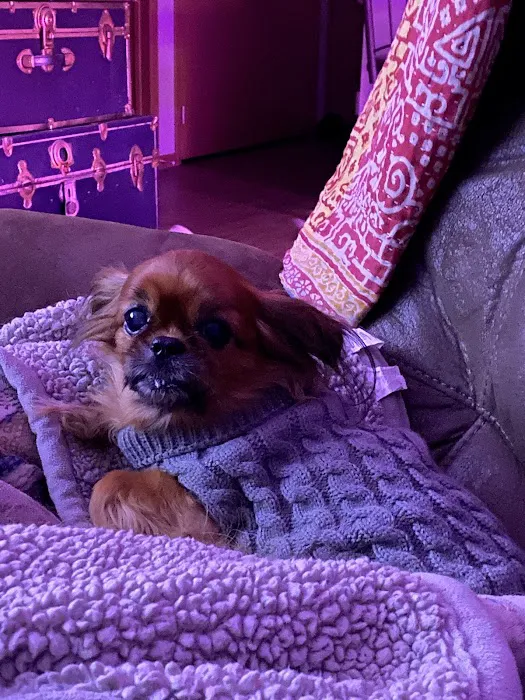 For Pets' Sake Picture 2