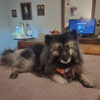 Animal Health Clinic ico