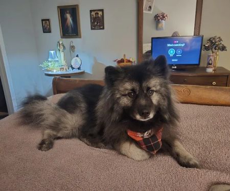 Animal Health Clinic