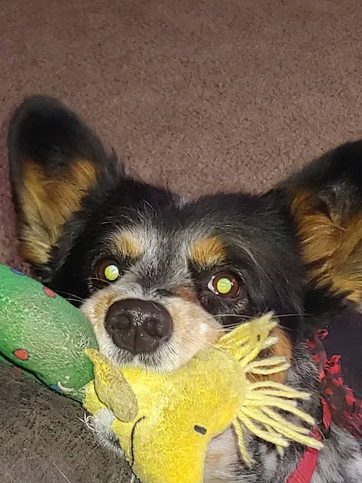 Animal Health Clinic Picture 5