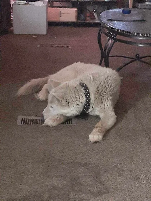 Animal Health Clinic Picture 8