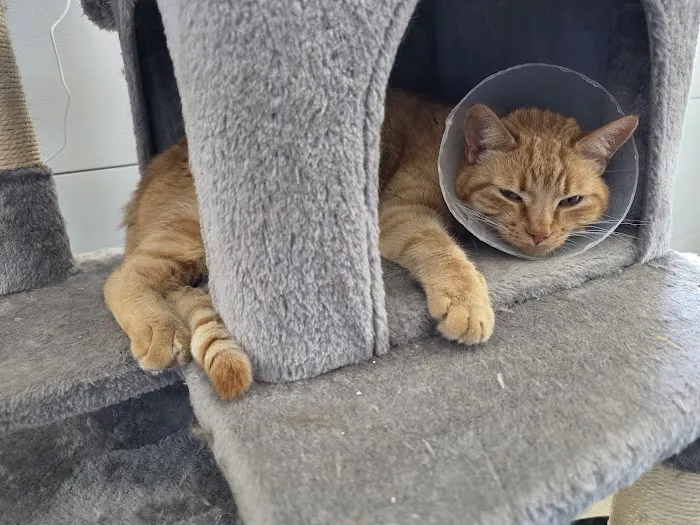 Veterinary Medical Clinic Picture 2