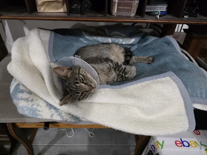 Veterinary Medical Clinic Picture 3