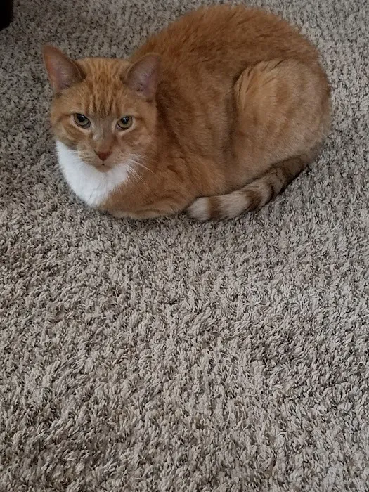 Veterinary Medical Clinic Picture 4