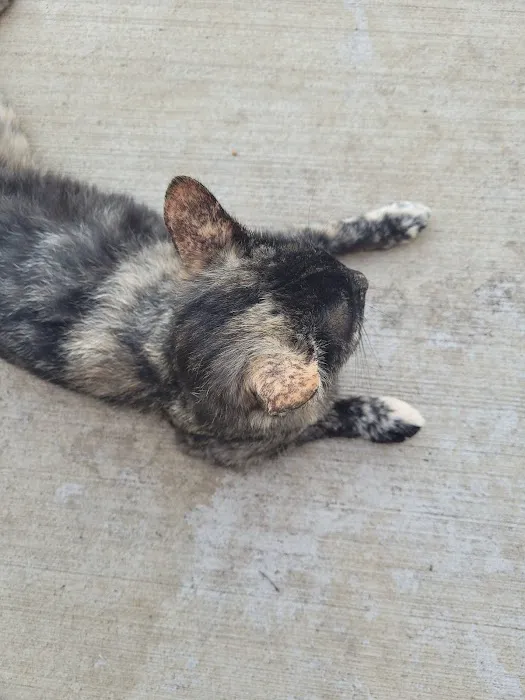 Tyndall Veterinary Clinic Picture 1