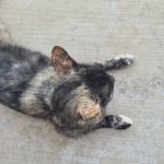 Tyndall Veterinary Clinic