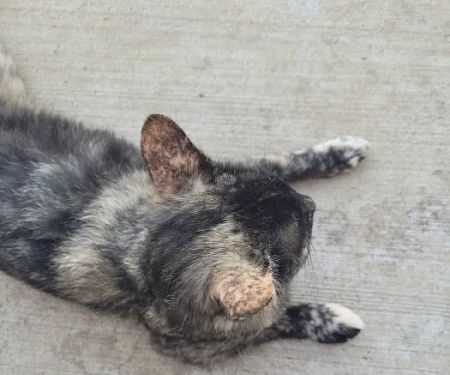 Tyndall Veterinary Clinic