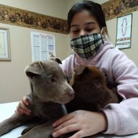 Northwest Veterinary & Supply ico